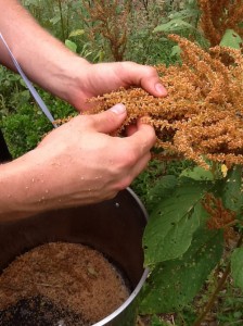 How to Harvest Amaranth Seeds? 