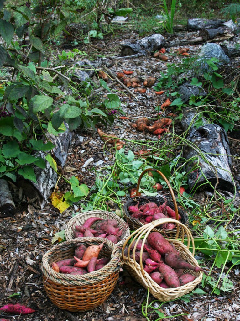 growing sweet potatoes in the food forest