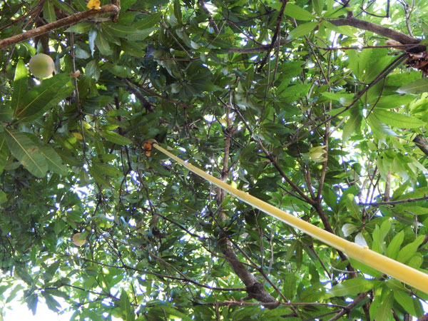 Why You Should Keep Mango Trees Small and How to Do It