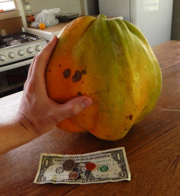 Biggest papaya ever! The Survival Gardener