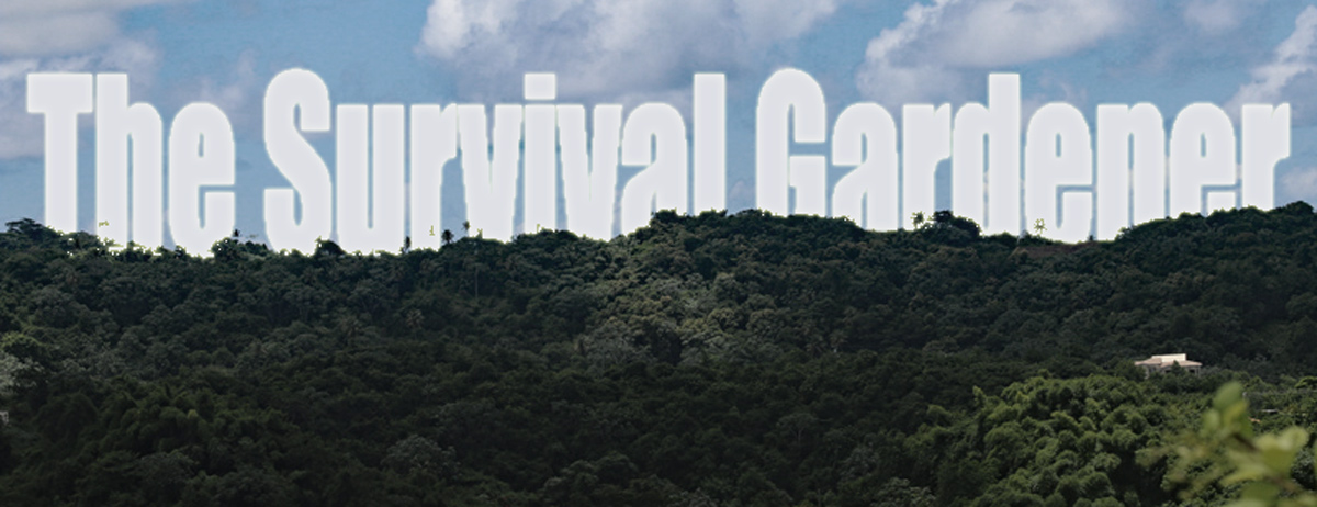 How To Grow Garlic In Florida The Survival Gardener How To Grow Garlic In Florida The