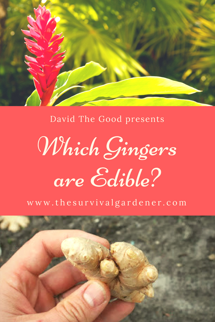 Which Gingers Are Edible The Survival Gardener
