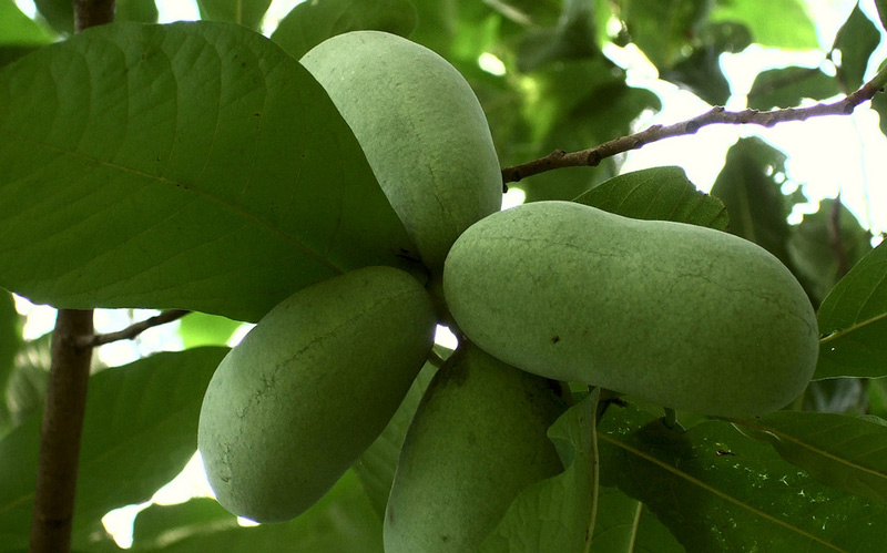 Seeds Tropical Fruit Fast Growing In The Garden PAW PAW Fruit seeds 10 