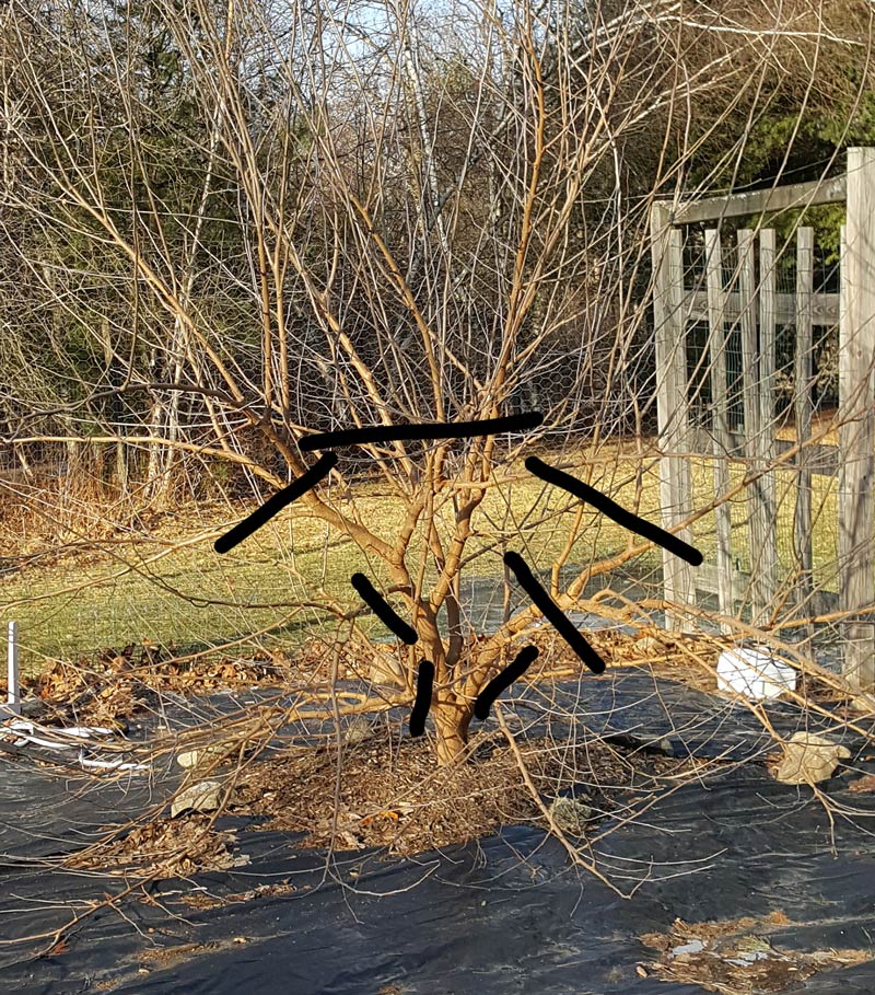 Mulberry Tree - How to Keep It Small(Pruning Guide)  