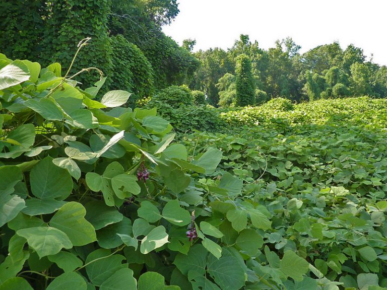 kudzu mochi kudzu mochi