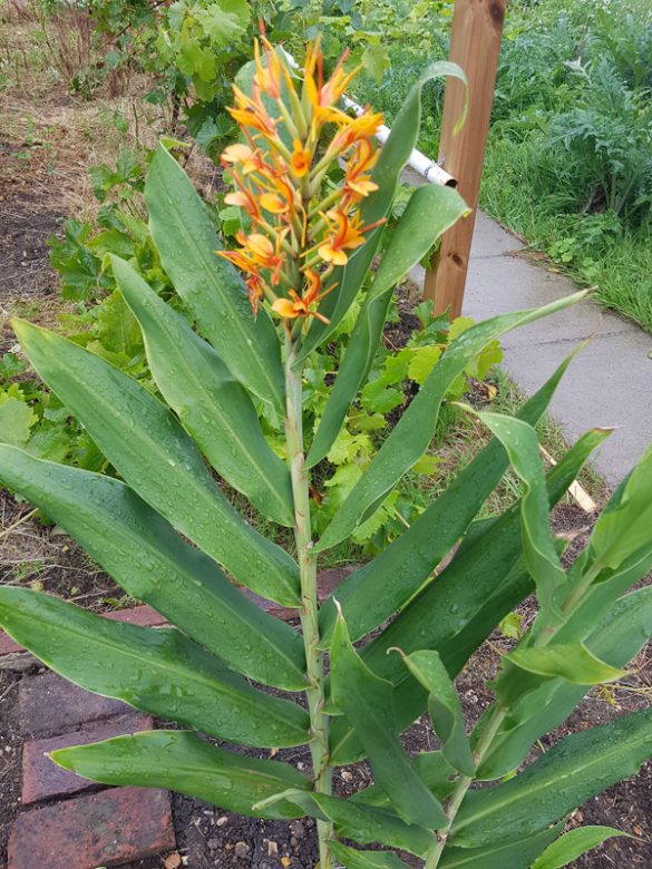 Is This Ginger Edible The Survival Gardener is-this-ginger-edible-the-survival-gardener