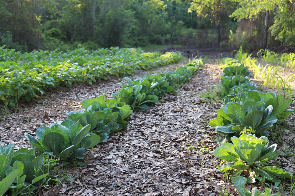 Healthy cabbage plants in rows