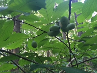 pawpaws from seed