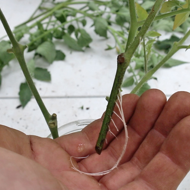 tomato cutting with roots