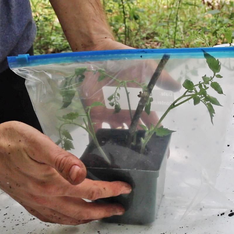 how to root tomato cuttings in a plastic bag