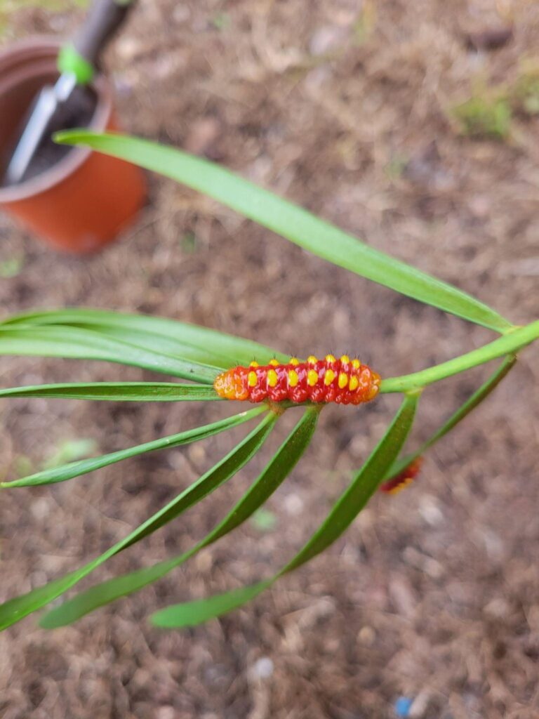 red and yellow caterpillar on coontie palm