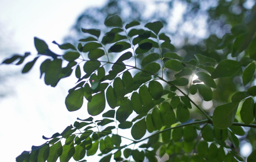 keep moringa trees alive through winter
