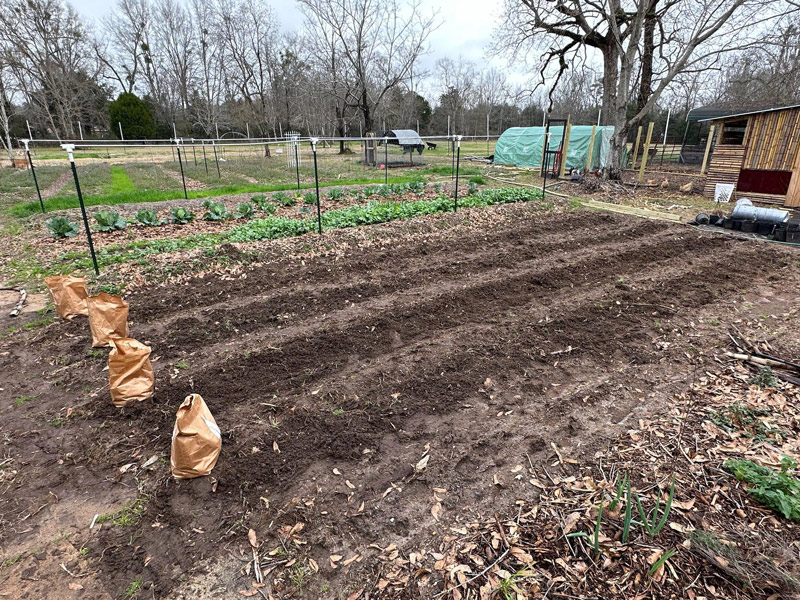 Formen rangle Peer Potato Planting Time in Lower Alabama! | The Survival Gardener