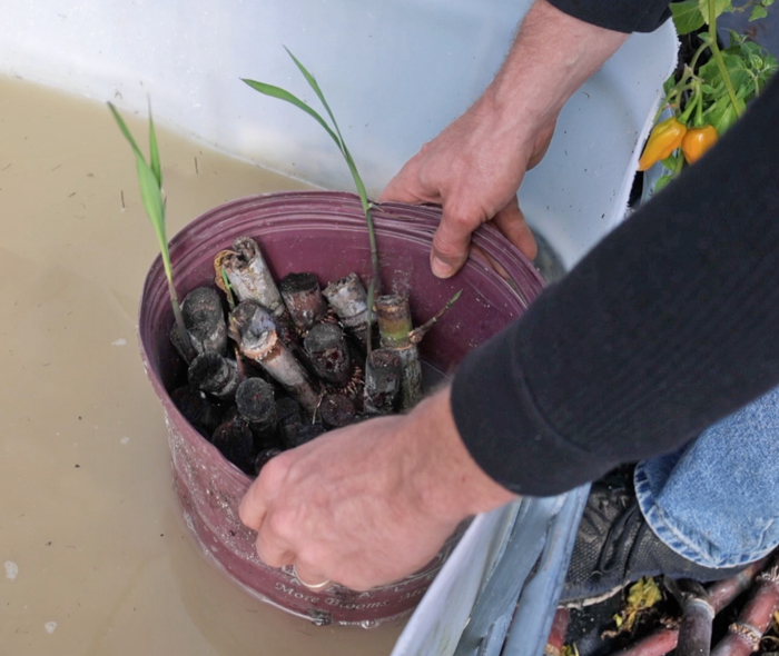 rooting sugarcane in water propagation