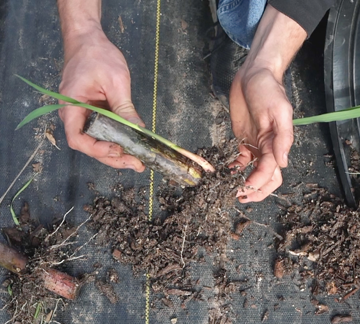 single-node sugarcane cutting rooted in soil