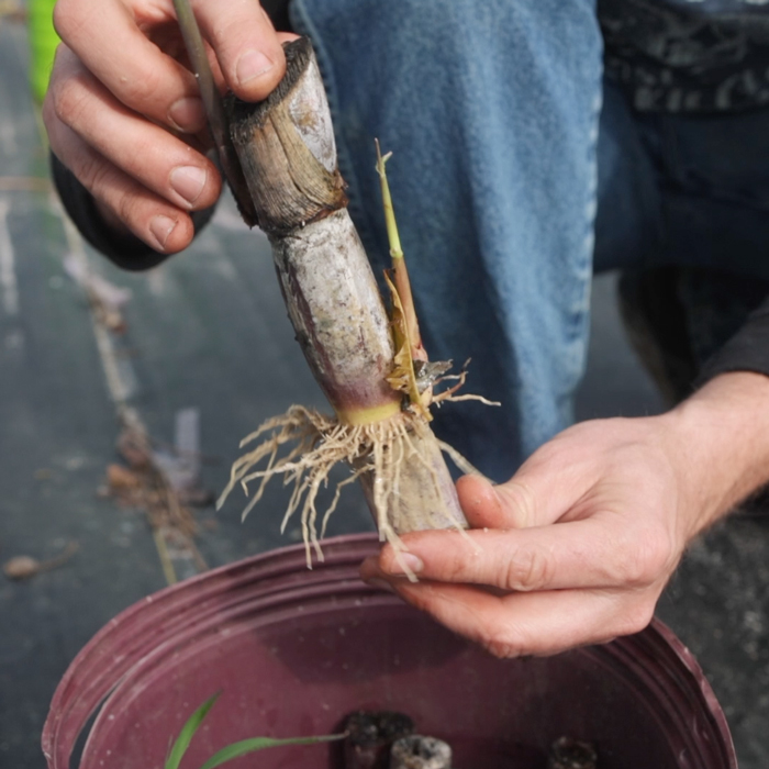 propagating sugarcane from two-node cuttings