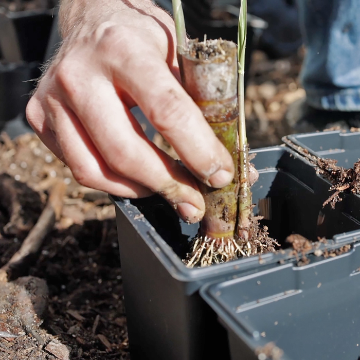 planting rooted sugarcane cutting in a pot